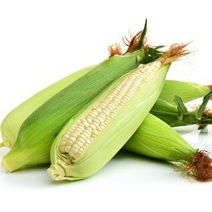 Hạt Giống Bắp Nếp Trắng, Nếp Nù - CORN (Sticky White) gói 100gr