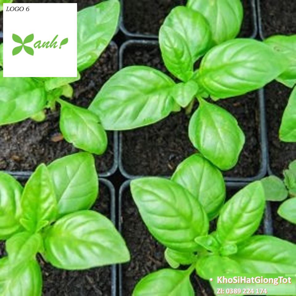 Gói 50 Hạt Giống Húng Thơm Trắng / Rau É Trắng / Rau Thơm Sả