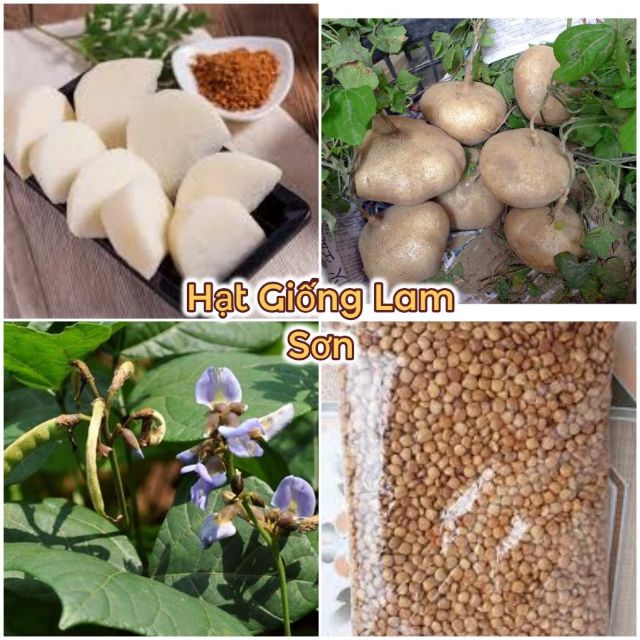 CỦ ĐẬU ( CỦ SẮN ) - Củ To Trắng, Giòn và Ngọt.