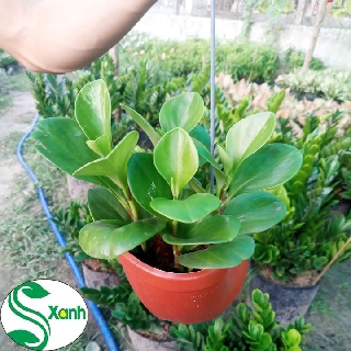 Cây Trường Sinh ốc