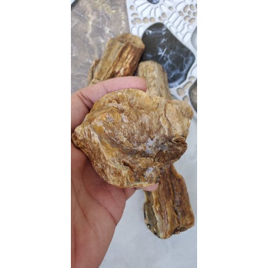 Gỗ hóa thạch