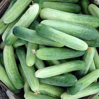 Hạt giống Dưa Leo Thái Lan (1g)