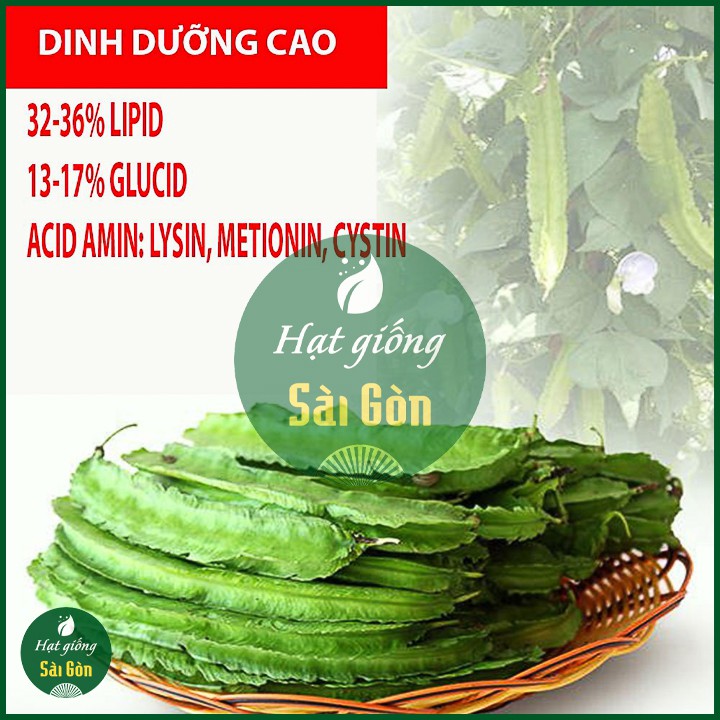 Hạt Giống Đậu Rồng Siêu Trái 10Gr