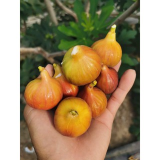 Cây sung mỹ giống trái cam
