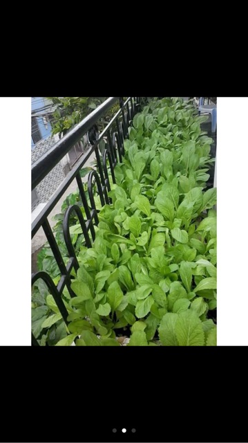 Hạt giống cải bẹ xanh mỡ- gói 20 gr