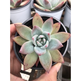 Sen đá bạch đế loại vừa😍😍