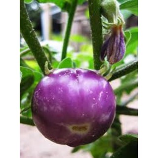 Hạt giống CÀ BÁT TÍM LAI F1
