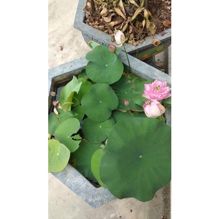 Hạt sen cung đình