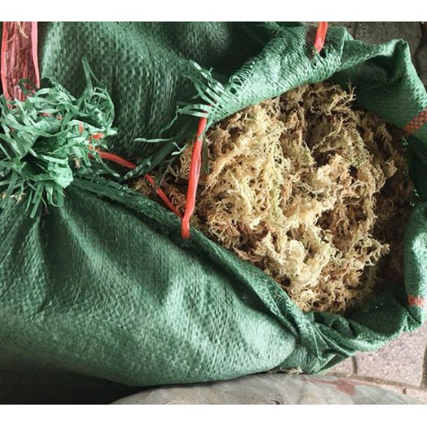 Dớn Chile loại 1- chilemoss