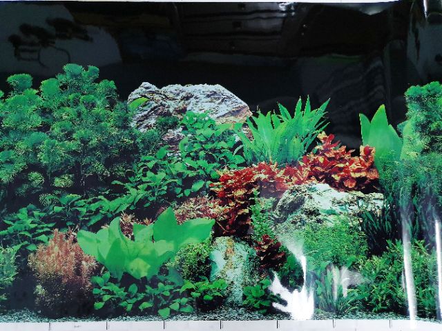 TRANH DÁN HỒ CÁ 2 MẶT CAO 60CM MẪU NGẪU NHIÊN