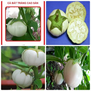 Hạt giống cà bát trắng F1 - Gói 2gram