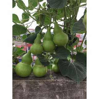 Hạt giống Bầu Hồ Lô (Gói 10 hạt)