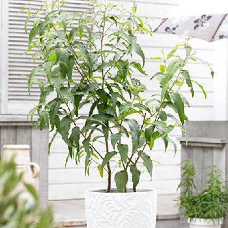 Bạch đàn chanh thơm mát và ngừa côn trùng/Lemon eucalyptus