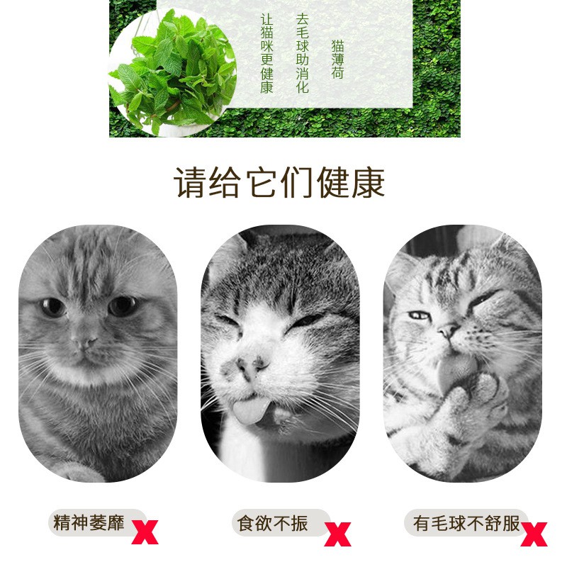 CATNIP Cỏ Bạc hà cho mèo 50ml (siêu nhiều)