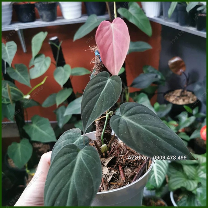 Trầu Bà Nhung Đỏ MiCans - Philodenron cây khỏe, màu đẹp