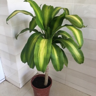 Cây phát tài sọc vàng(thiết mộc lan)