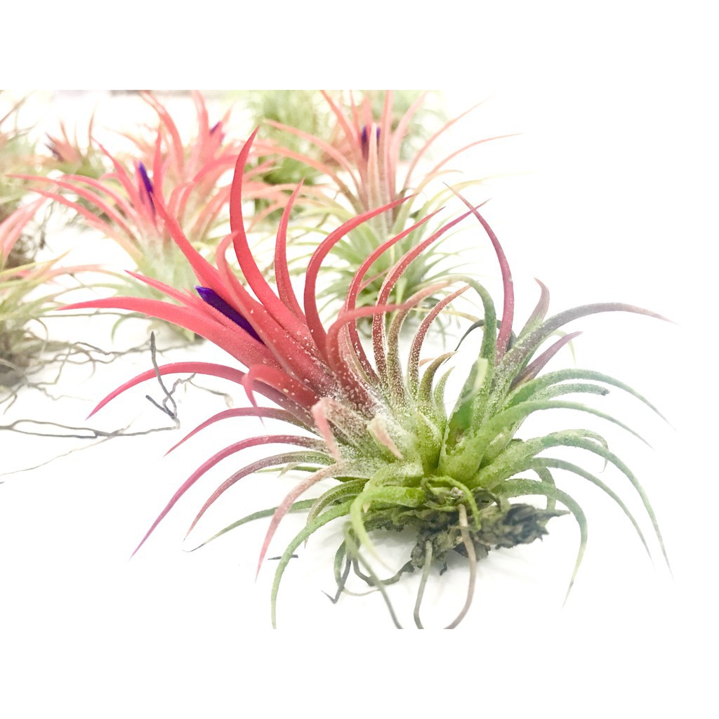 Hạt giống Cây Không khí  Tillandsia, hay Air plant seeds
