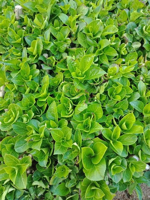 Cẩm tú cầu giống đổi màu theo độ PH (mua 10 tặng 1)