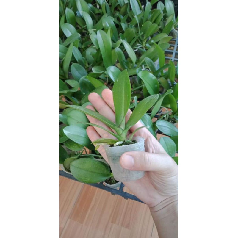 Hoa lan hồ điệp giống
