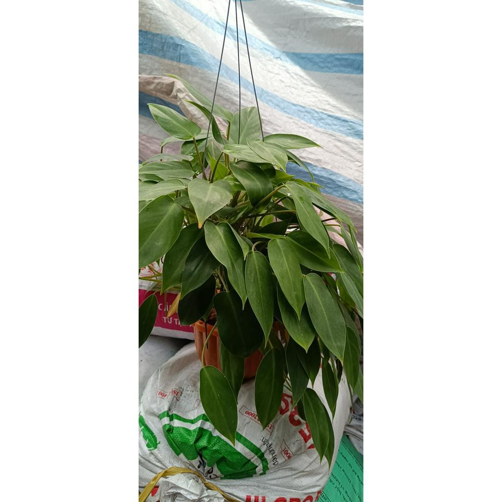 Cây Trầu Bà Tỷ Phú