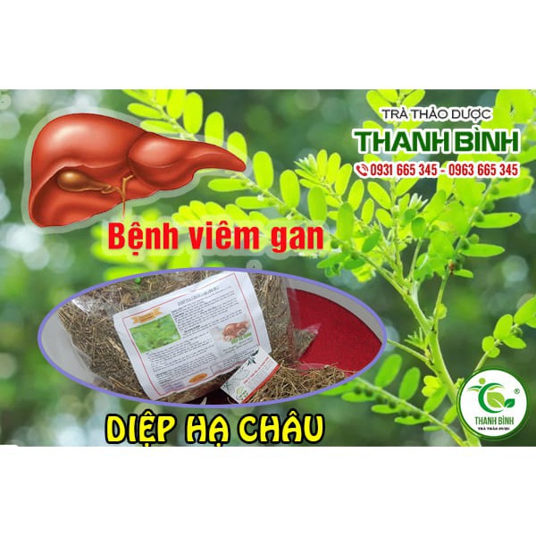 Diệp Hạ Châu Khô 500g - Thảo Dược Thanh Bình