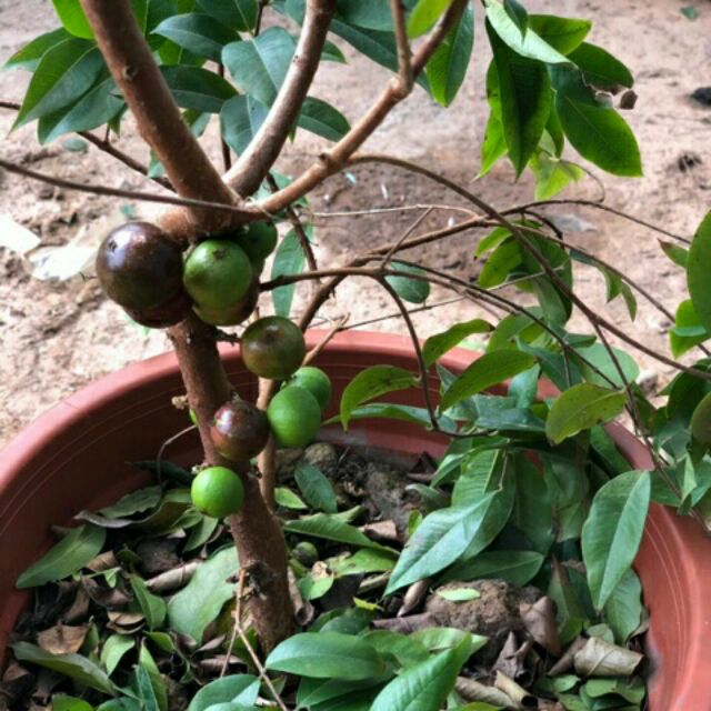 Nho thân gỗ tứ quý đang ra hoa và trái