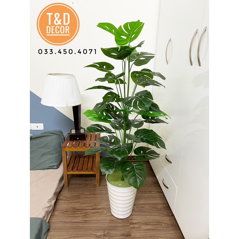 Cây trầu bà monstera/ Cây lá rùa 1M3