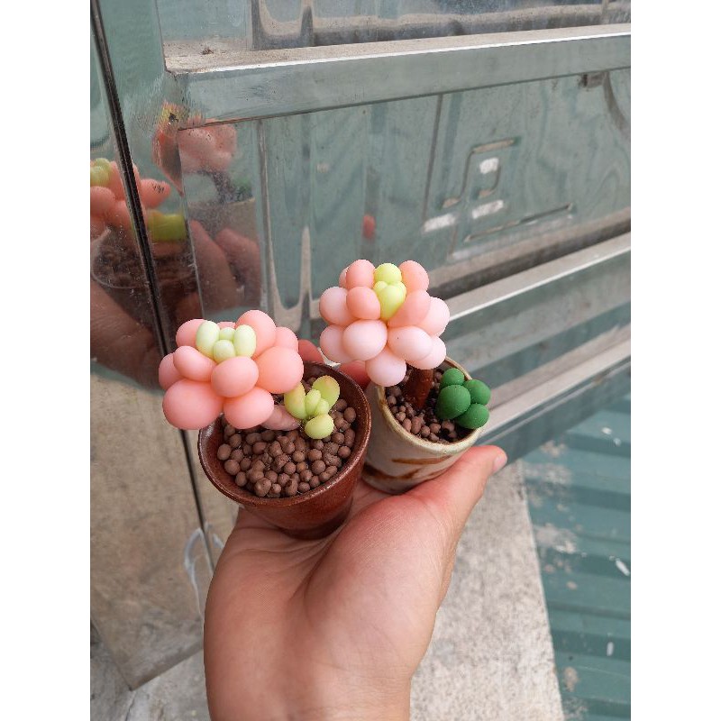 Sen đá đất sét đồng giá 59k