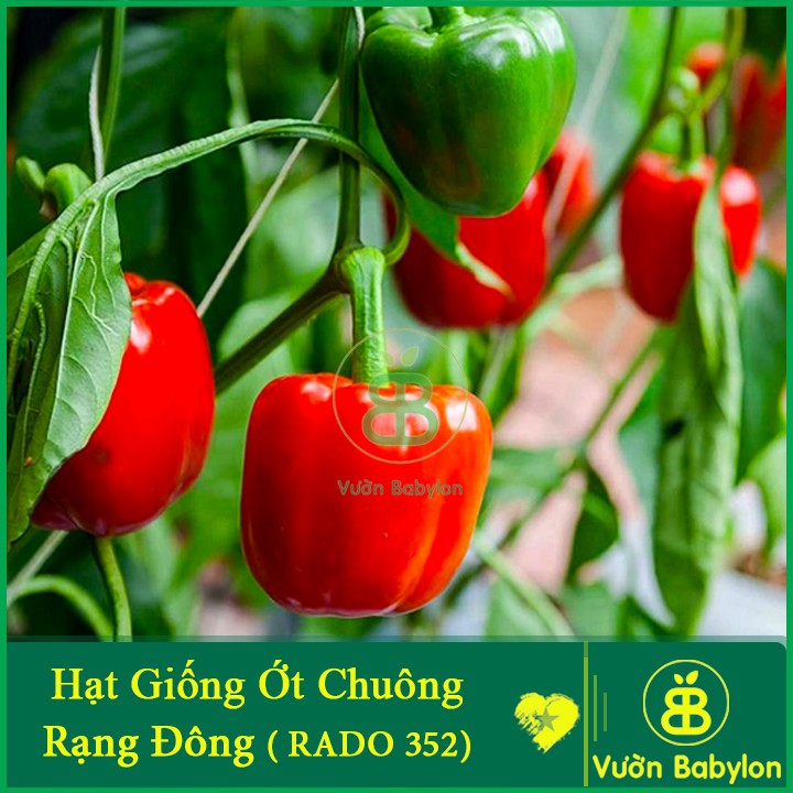 Hạt Giống Ớt Chuông  Phát Triển Tốt, Sai Trái