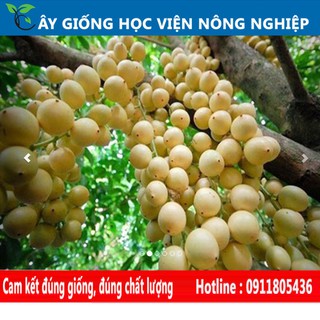 cây giống dâu da thái ngọt