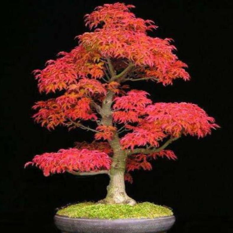 20 hạt giống cây lá phong nhật bản bonsai SHOP MỚI KHYẾN MẠI GIÁNG SINH
