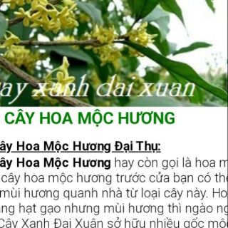 combo 5 caygiong Mộc hương  hoa thơm nức