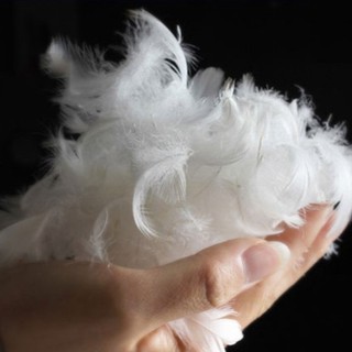 Gối Lông Ngỗng Feather Pillow Mason & Doyle