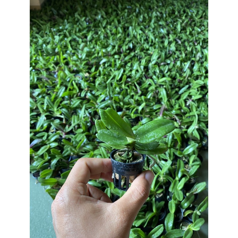 Lan ngọc điểm giống nhập khẩu - Thuần tại Việt Nam