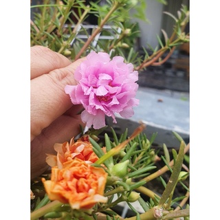 5 cây hoa 10 giờ Mỹ (5 màu)