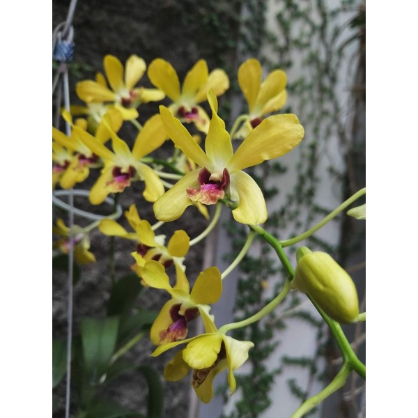 Hoa lan Đen rô Pensodas  chậu f18