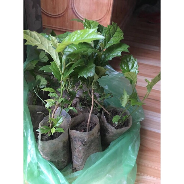 Cây xạ đen