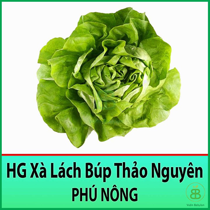 Hạt Giống Xà Lách Búp Thảo Nguyên (Mỡ) 2Gr