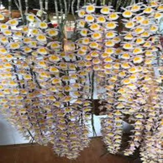 1 BÓ LAN HOÀNG THẢO LONG TU RỪNG TÂY BẮC