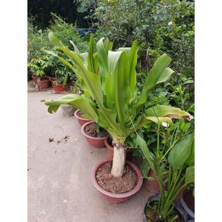 Cây lá náng chưa bong gân