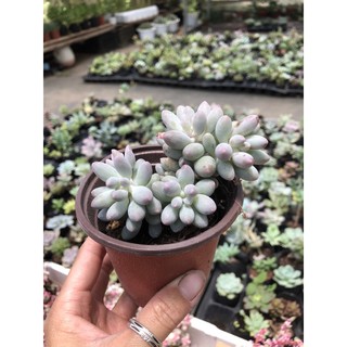 Sen đá Baby finger