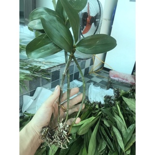 Hoa Lan Đột Biiesn Kiều Tím Sỉ 5k( set 5  thân )