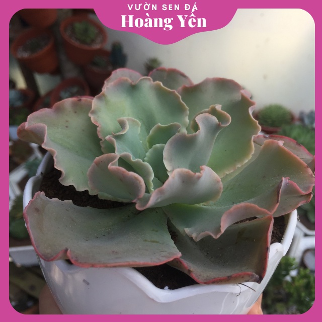 SEN ĐÁ BẮP CẢI size trung 8cm, cây thuần mọi khí hậu, cây khỏe giá rẻ, cam kết lỗi 1 đổi 1
