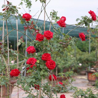 hạt giống hoa Hồng Leo