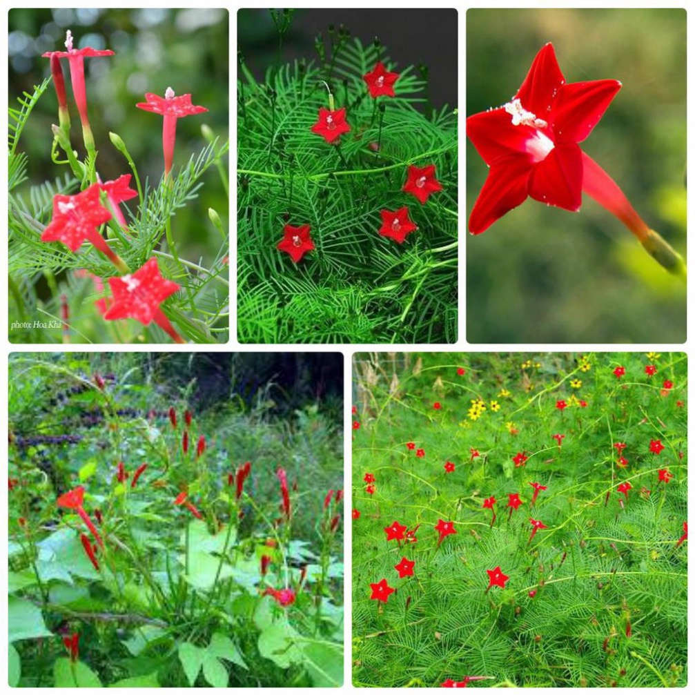 Chậu cây dây leo tóc tiên, dây leo giàn, hoa sao leo, Ipomoea quamoclit L