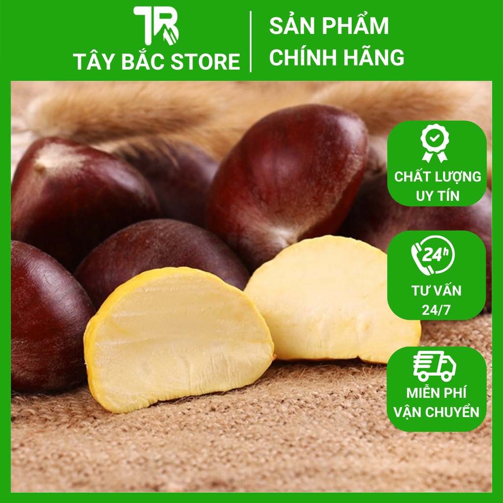Hạt Dẻ Tươi Cao Bằng (Cơm Vàng) Túi 1Kg Bở Bùi Hàng Gửi Từ Cao Bằng (Chưa Khứa)