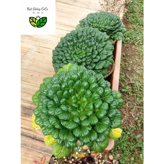 Hạt Giống Cải Hoa Hồng, cải Tatsoi, Cải Thìa Hoa 1Gr