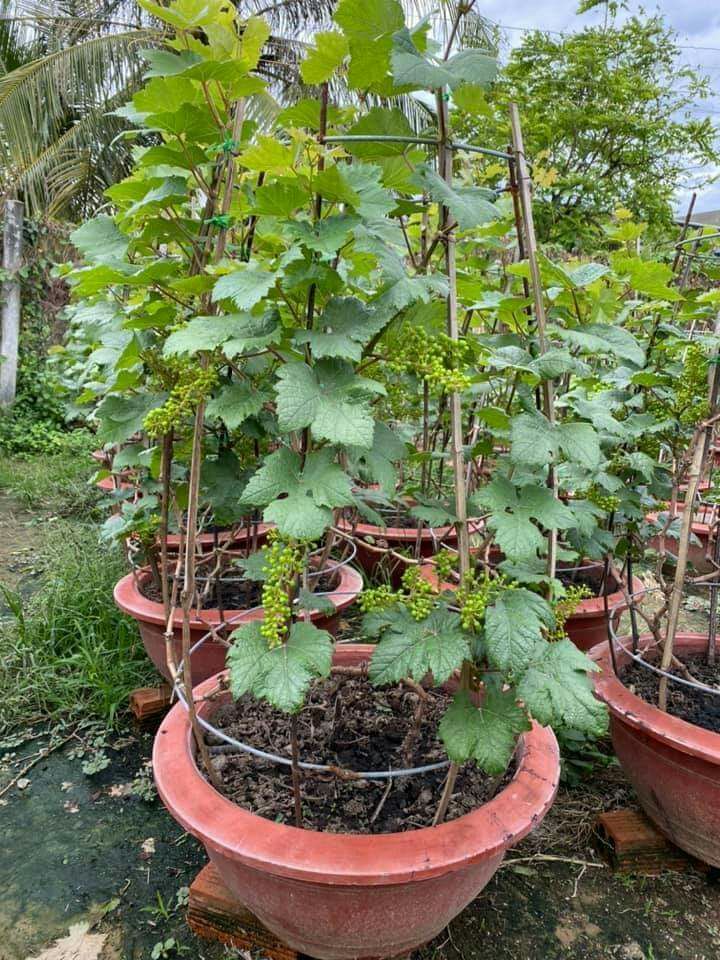 nho trồng chậu
