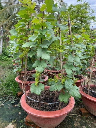 Nho trồng chậu