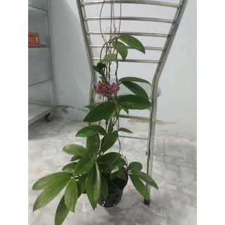 Cẩm Cù Sao Biển